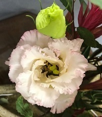 IMG1483.jpg