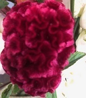 IMG482.jpg