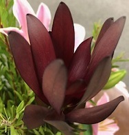 IMG_0638.jpg